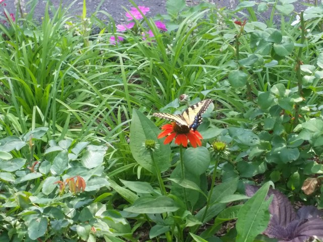 20160716_103459_resized_1