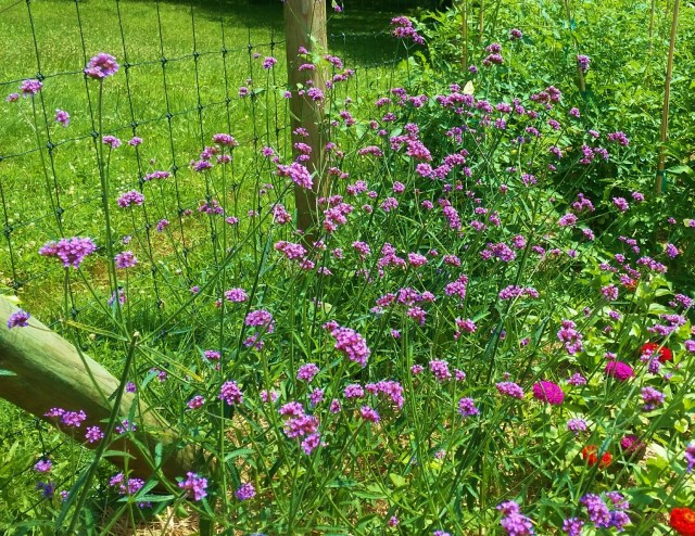 20160716_113737_resized_1