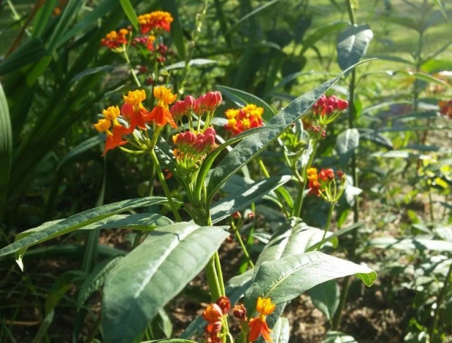 Screenshot_2016-07-19-10-43-32_resized_1 (2).jpg